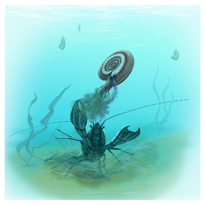 crawfish attack ammonite