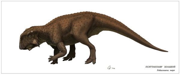 Psittacosaurus major