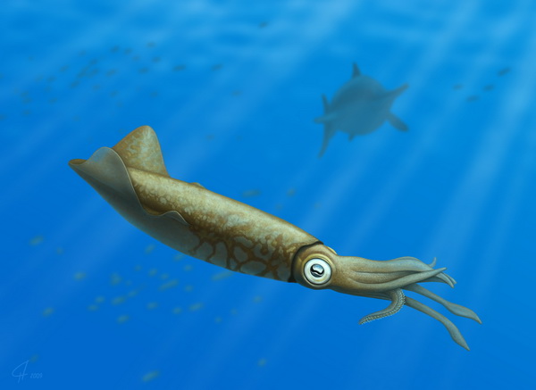 Jurassic squid